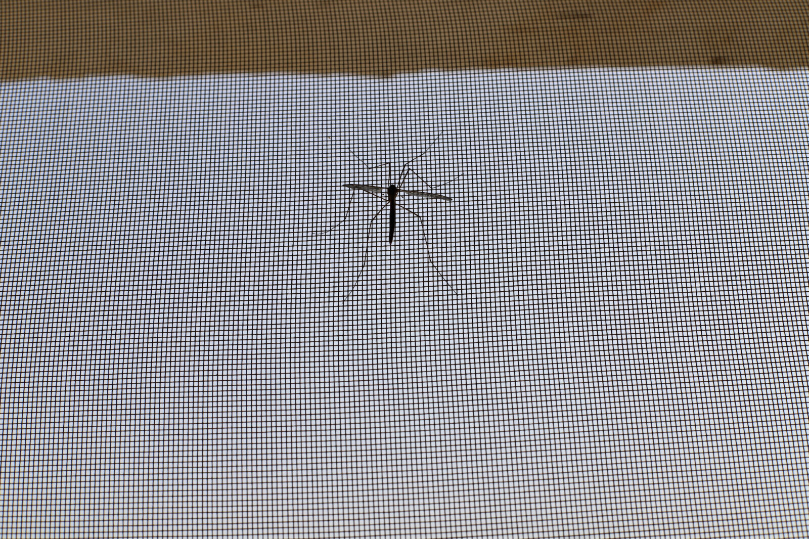 Rolo komarniki so odlična rešitev